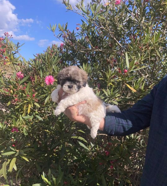 Shih tzu