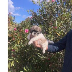 Shih-tzu Shih tzu