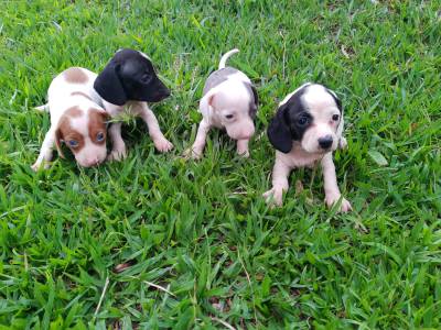 Dachshund piebald miniatura lindos filhotes disponveis