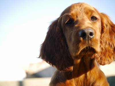 SETTER IRLANDES