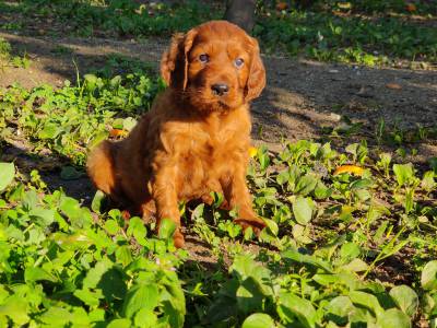 SETTER IRLANDES