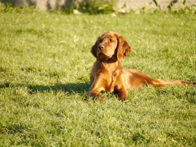 SETTER IRLANDES