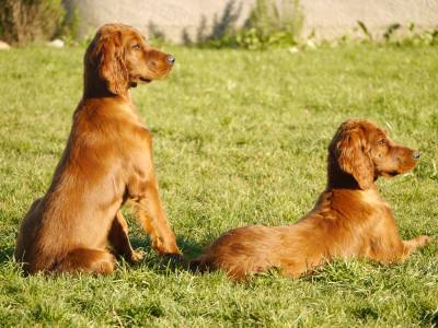 SETTER IRLANDES