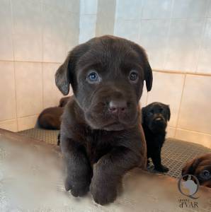 Ninhada Labrador Retriever