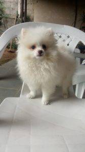 SPITZ ALEMAO- LULU  DA POMERANIA