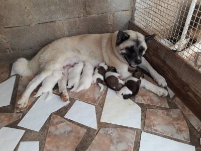 Akita Americano com Registro Pedigree