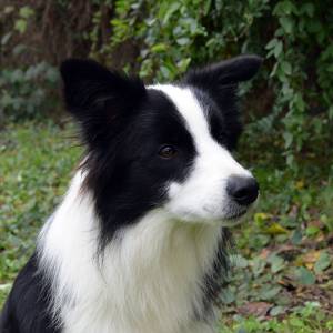 Excelentes filhotes de Border Collie