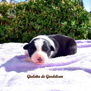 Excelentes filhotes de Border Collie