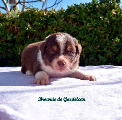 Excelentes filhotes de Border Collie