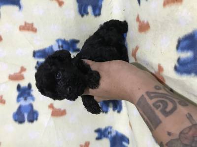 Poodle toy preto lindos filhotes disponveis