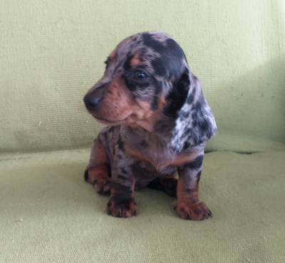 DACHSHUND filhote macho