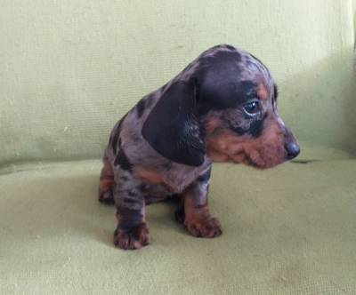 DACHSHUND filhote macho