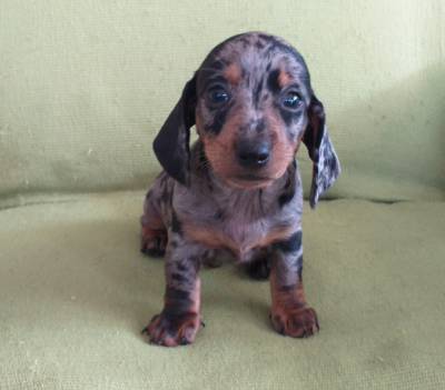 DACHSHUND filhote macho