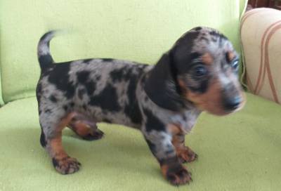 DACHSHUND filhote macho