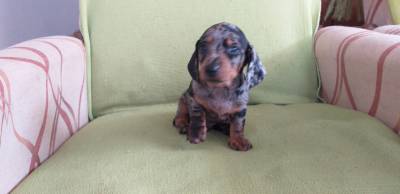 DACHSHUND filhote macho