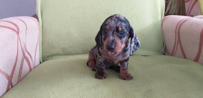 DACHSHUND filhote macho