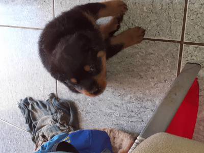 rottweiler enormes chipados pedigrees em mos chipados