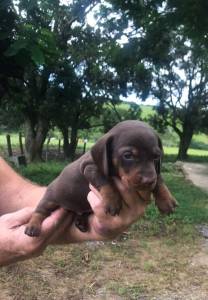 Filhotes de dachshund miniatura bassezinho