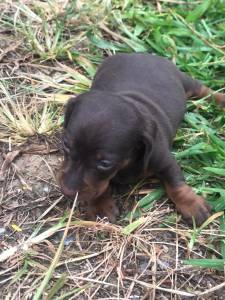 Filhotes de dachshund miniatura bassezinho