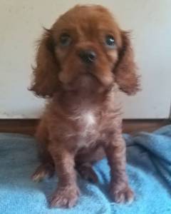 Cavalier King Charles Spaniel filhote Fmea rubi