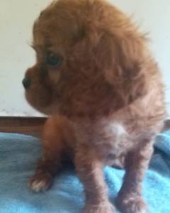 Cavalier King Charles Spaniel filhote Fmea rubi