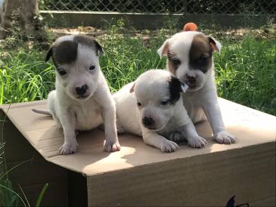 Fihotes de jack russel pronta entrega