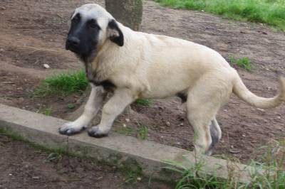 Cachorro Serra da Estrela plo curto garantias