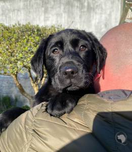 Ninhada Labrador Retriever