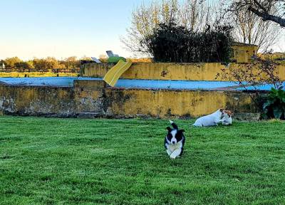 Ninhada Border Collie