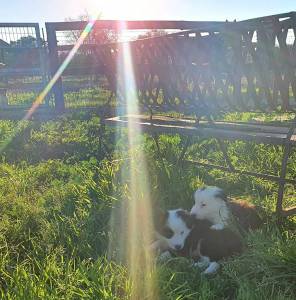 Ninhada Border Collie