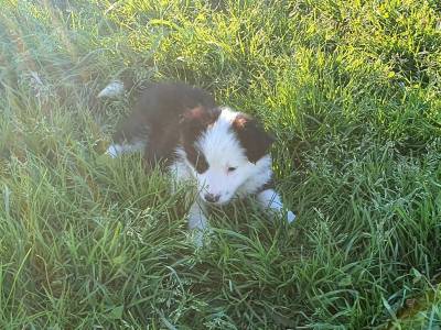 Ninhada Border Collie