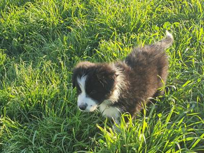 Ninhada Border Collie