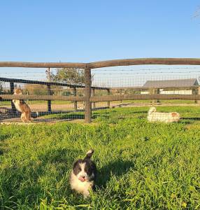 Ninhada Border Collie