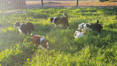 Ninhada Border Collie