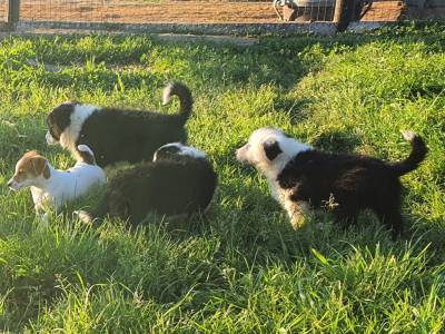 Ninhada Border Collie