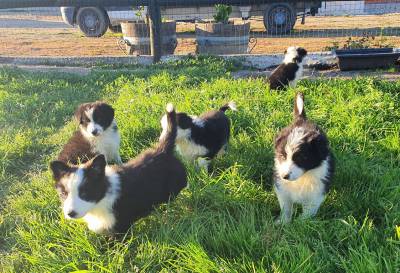 Ninhada Border Collie