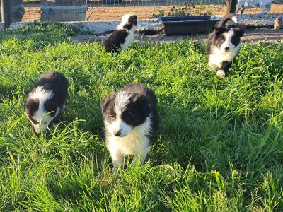 Ninhada Border Collie