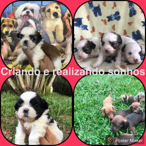 Dachshund  shih tzu  lhasa apso filhotes em promoo