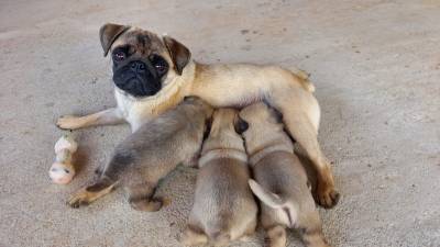 Lindos filhotes de pug