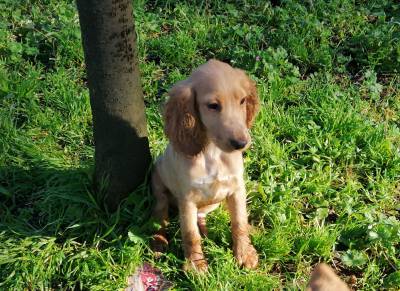 Cocker Spaniel