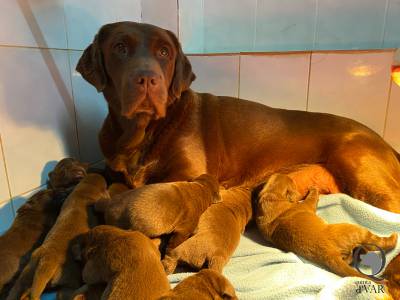 Ninhada Labrador Retriever