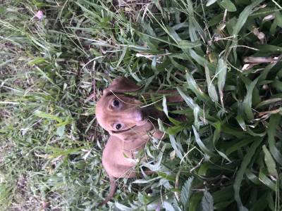 Dachshund pelo curto lindos filhotes disponveis