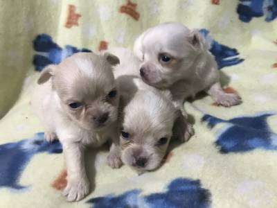 Chihuahua pelo curto e longo filhotes minsculos disponveis