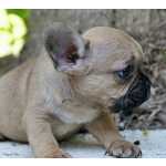 Bulldog Francs bulldog francs Santarm Cartaxo