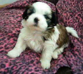 Poodle shihtzu yorkshire mas