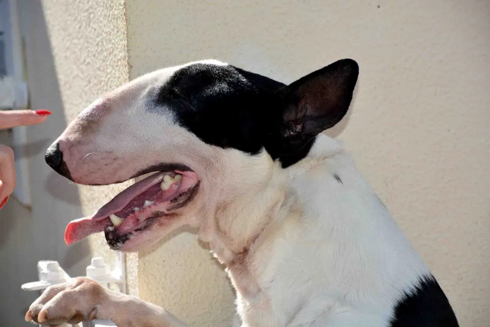 JOVEM MACHO BULL TERRIER CABEA CURVADA