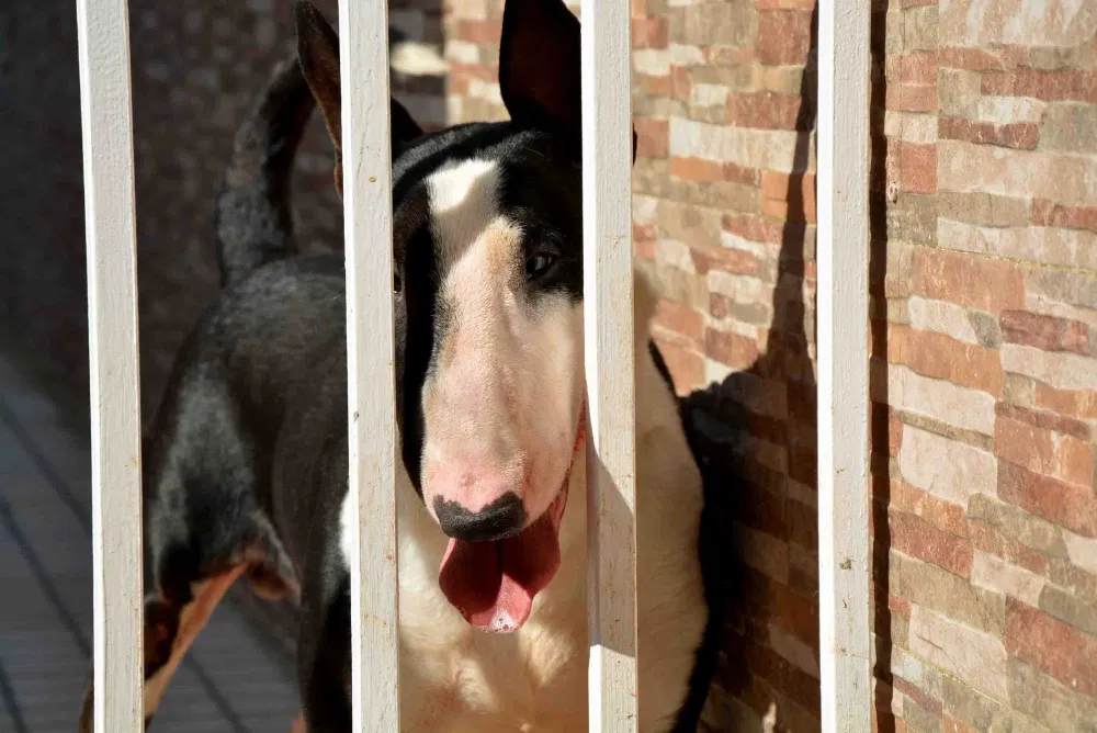 JOVEM MACHO BULL TERRIER CABEA CURVADA