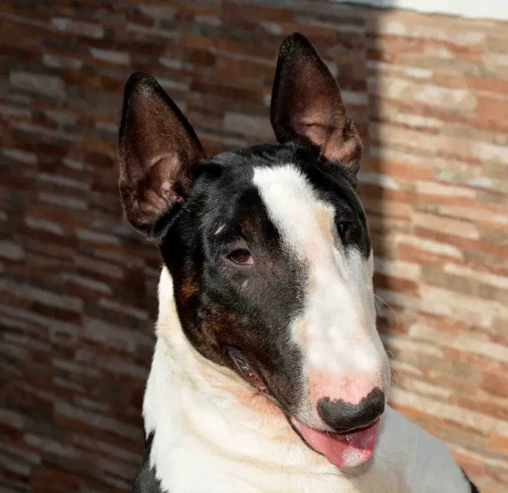 JOVEM MACHO BULL TERRIER CABEA CURVADA