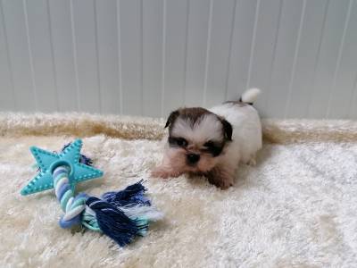 Magnfico Shih-tzu