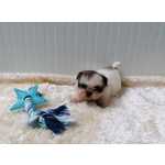 Shih-tzu Magnfico Shih-tzu Setbal Sesimbra